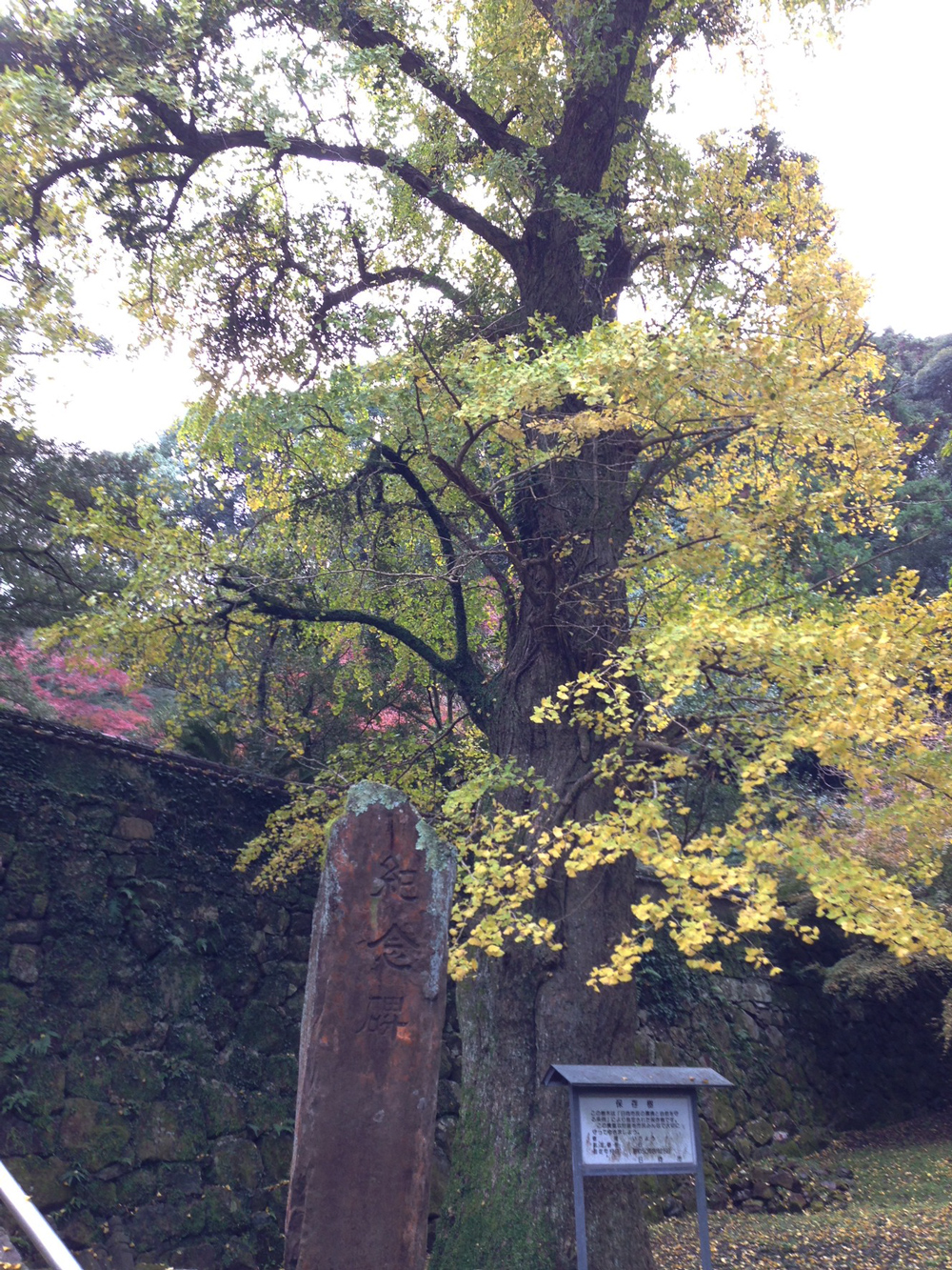 夫婦イチョウ（雌）