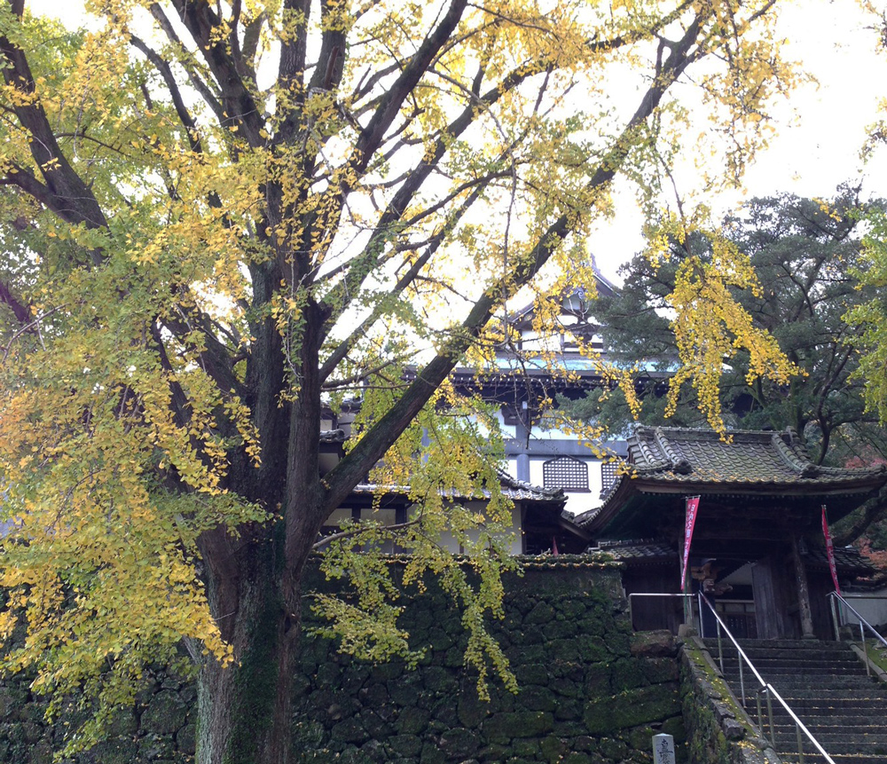 妙国寺夫婦イチョウおす