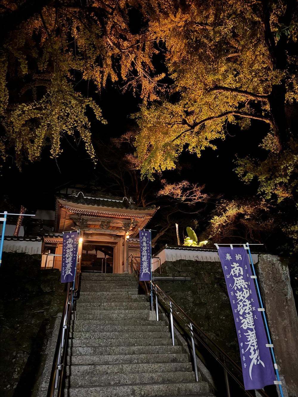 2025年夫婦イチョウ紅葉