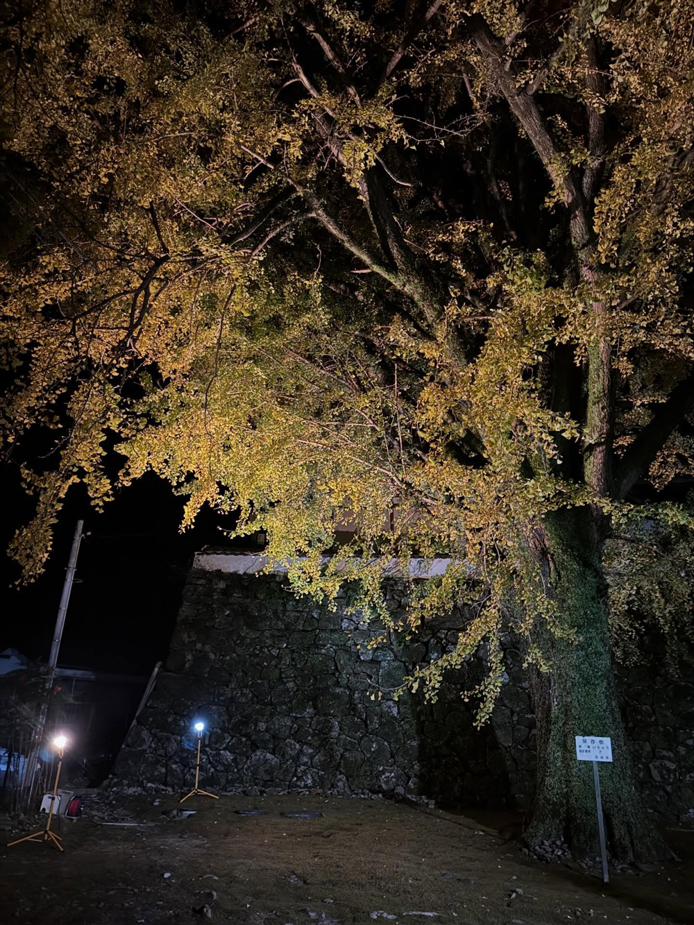 2025年夫婦イチョウ紅葉